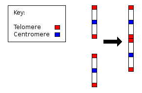 Chromosome2_merge