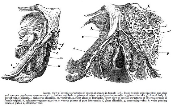 Kobelt's 1844 depiction of sexual anatomy which shows clearly parts of the internal clitoral complex