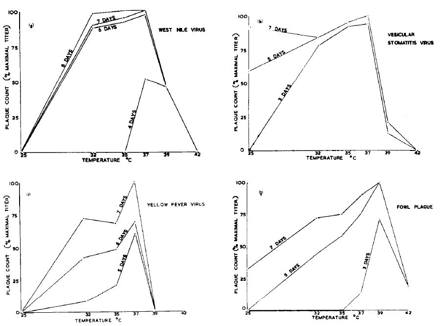 Growth profiles for 4 viruses. Note how growth comes crashing down around 39 degrees C. Normal human body temperate is about 37. Graphs from Ruiz-Gomez and Isaacs 1963.