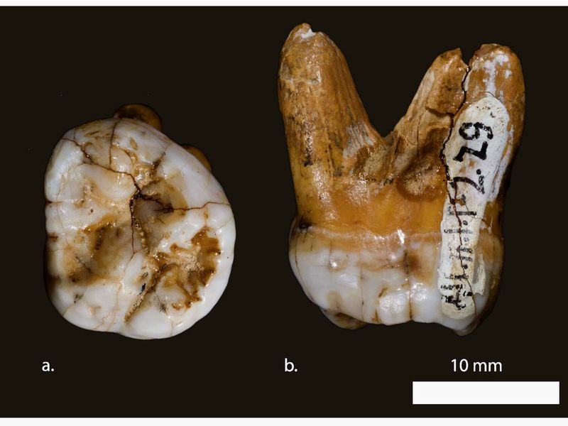 Giant Denisovan Fantasies • The Lateral Truth