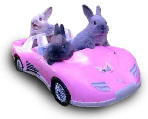 Chill Girls in Pink Corvettes, Episode #11
