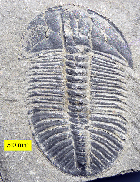 by Wilson44691 http://commons.wikimedia.org/wiki/File:Cambrian_Trilobite_Olenoides_Mt._Stephen.jpg