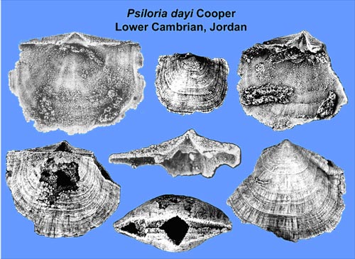 Silicified shells of Psiloria dayi Cooper from the early Mid Cambrian of east Dead Sea coast, Jordan show in fine details a primitive articulation with paired teeth in the ventral valve, but without sockets in the dorsal valve.  from: http://www.museumwales.ac.uk/en/1625/