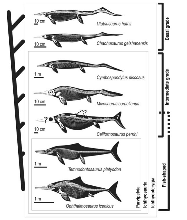 ichthyosaur fossils