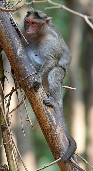 326px-Crab-eating_Macaque_tree