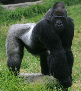 Male silverback (Gorilla gorilla) source: Brocken Inaglory