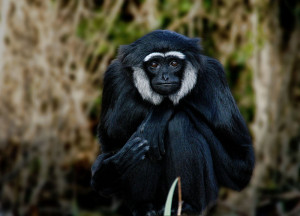 Agile Gibbon (Hylobates agilis)  source: Julielangford