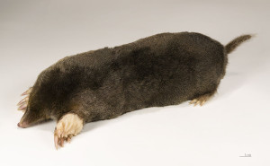 European (or Common) Mole: Talpa europea by Didier Descouens
