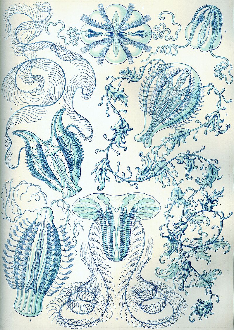 Ernst Haeckel - Kunstformen der Natur (1904), plate 27: Ctenophorae