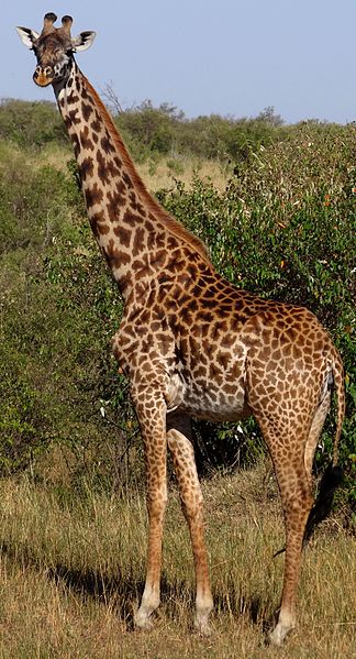 An adult female masai giraffe in the Masaai Mara national park, Kenya. by Bjørn Christian Tørrissen