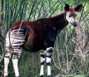  An Okapi. Taken at Disney's Animal Kingdom by Raul654 on January 16, 2005.