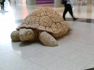 Tortoise at McCarran