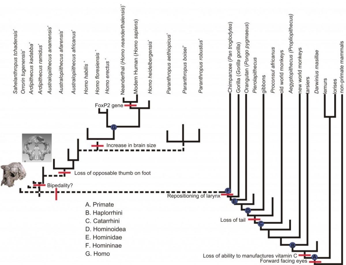 Схема эволюции семейства гоминид